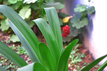 Obraz premium close-up view of a plant 