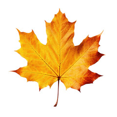 Fototapeta premium Autumn colored fall leaf isolated.