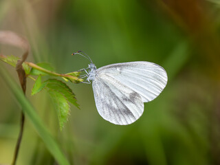 Wood White Butterfly Resting With its Wings Closed