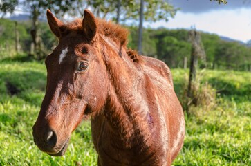 Close up brown horse on farm pasture in rain forest. Selective focus.