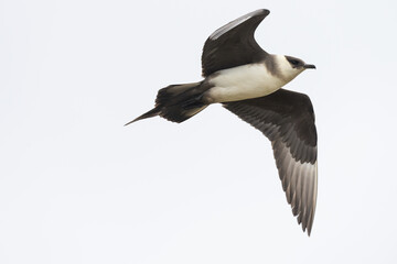 Parasitic jaeger (Stercocarius parasiticus)