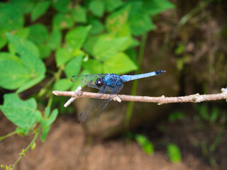 シオカラトンボ
