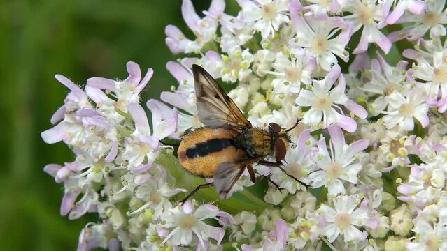 Tachinid Fly (Phasia hemptera) female feeding on a flower head. August, Kent, UK. [Slow motion x5]