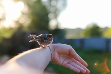 little poor miserable sparrow in hand.help animals and birds.bird sits on hand.little sparrow.animal rescue.ornithogology.sparrow fledgling.human kindness.helping hand.cute chick.fallen out of nest.