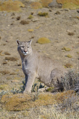 Puma in the wild in Torres del Paine National Park