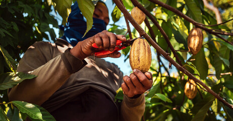 Harvest the agricultural cocoa business produces. Low-angle view of .Cocoa farmers use pruning shears to cut the cocoa pods or ripe yellow cacao from the cacao tree - obrazy, fototapety, plakaty