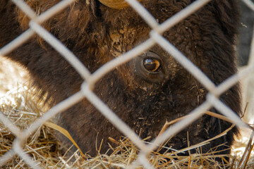 buffalo eye © Віра Пєлєван