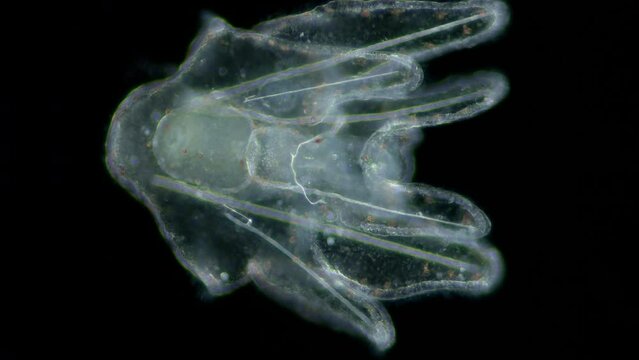 Larvae sea urchin Strongylocentrotus pallidus under microscope, phylum Echinodermata. Arm pluteus stagee. White sea