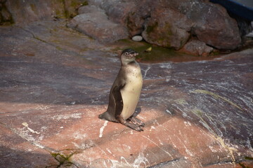The gentoo penguin is sunbathing and standing on the rocks.