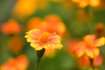 Flowers Marigolds. Side view. High resolution photo. Selective focus.