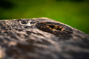 The texture of an old board in a bench in macro photography.