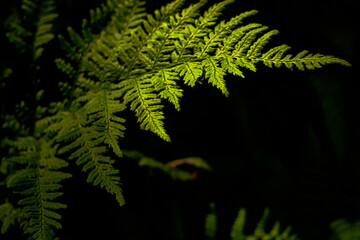 Green ferns in macro and bokeh photography.