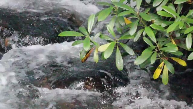 Waterfall Under Mountain Laurel Alan Seeger State Park Huntingdon County Pennsylvania Appalachian Mountains USA