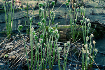 Fiddleheads in the Bog - emerging ferns in the spring amidst a log and swamp