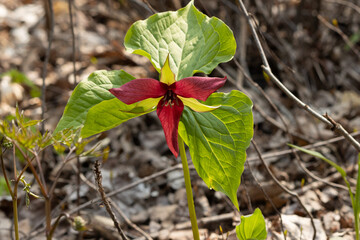 Red Trillium - the red trillium or blood trillium blooms in spring in an Ontario forest