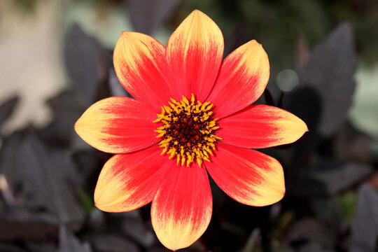 Dahlia Happy days bicolour red and yellow flower against dark brown foliage.