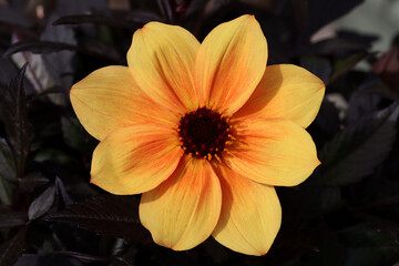 Large Dahlia flower called Mystic Spirit against dark chocolate leaves in full sun.