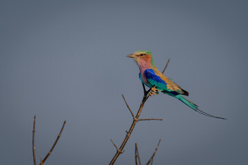 Lilac-breasted roller on thin branch in profile