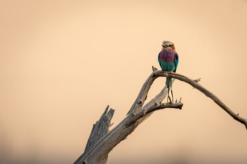 Lilac-breasted roller on branch under cloudy sky