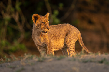 Lion cub stands turning head with catchlight