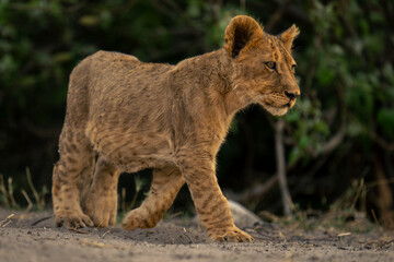 Lion cub stands turning round on sand
