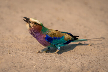 Lilac-breasted roller with catchlight on sandy ground
