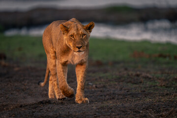 Fototapeta na wymiar Lioness crosses riverbank to camera lifting paw