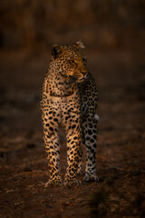 Leopard stands on sandy ground looking right