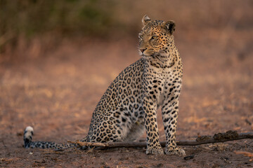 Leopard sits on sandy ground staring left