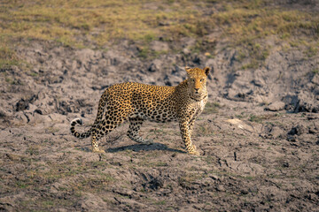 Fototapeta na wymiar Leopard stands on dry riverbed watching camera