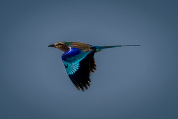 Lilac-breasted roller flies through sky lowering wings