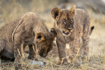 Lion cub stands by another in grass