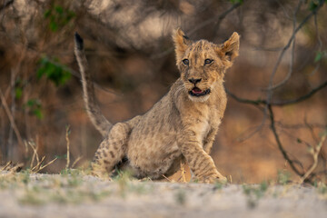 Lion cub stands up on sandy ground