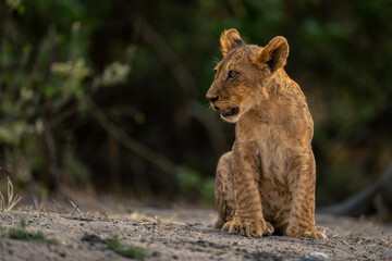Lion cub sits turning head on sand