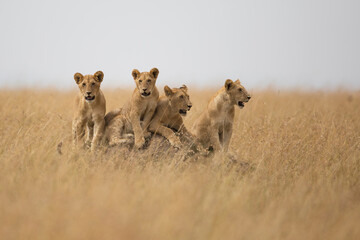 lion kids