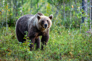 Fototapeta premium brown bear in the forest
