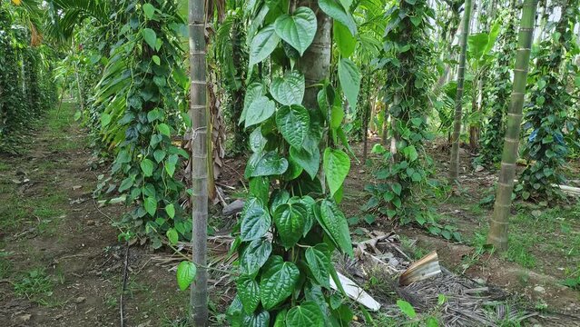 A view of a piper betel or betel leaf plantation within an arecanut plantation
