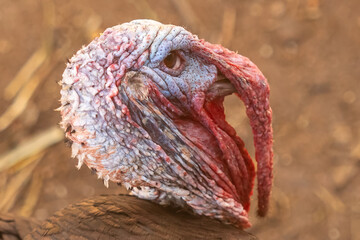 Turkey close up portrait looking at the camera. A funny moment.
