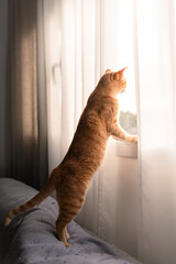 brown tabby cat  standing on a gray sofa under the window at sunset. vertical composition