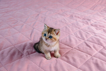 Fototapeta na wymiar British breed kitten on a pink background.