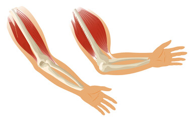 Arm muscle biceps with skeleton. Muscle tension of human hand on white background. Bones and joints in male silhouette. Medical illustration of hand for clinic or hospital