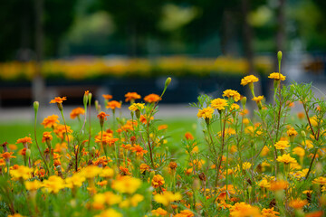 Chrysanthemum Blooming in City Parks - Marigold