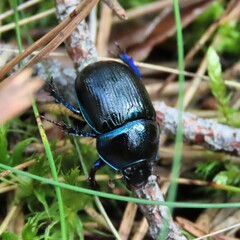 beetle on the ground