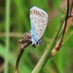 Fototapeta premium butterfly on a leaf