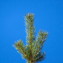 pine branches against sky