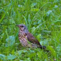 robin on the grass