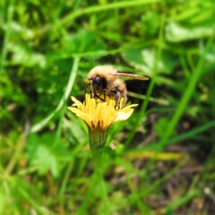 bee on a flower