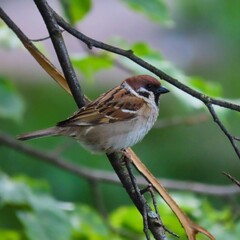 sparrow on a branch