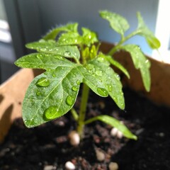 tomato plant