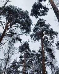 trees in the forest